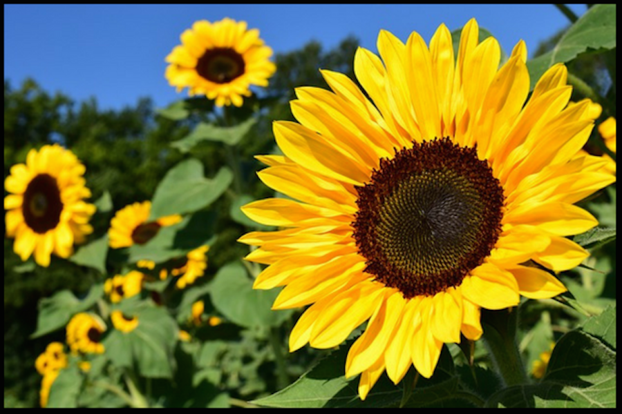 Maria's Sunday Paper: The Power of New Beginnings