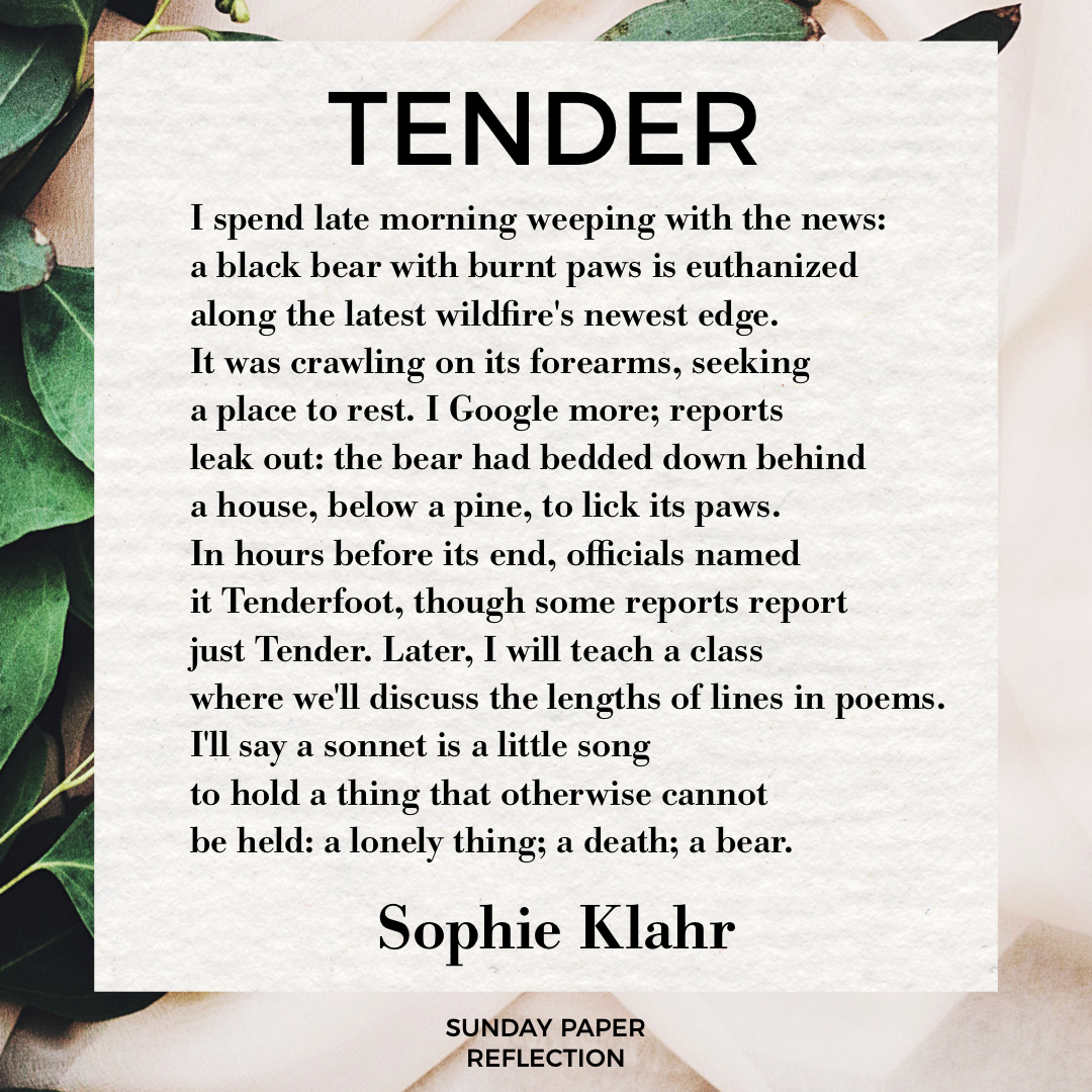 "Tender" by Sophie Klahr