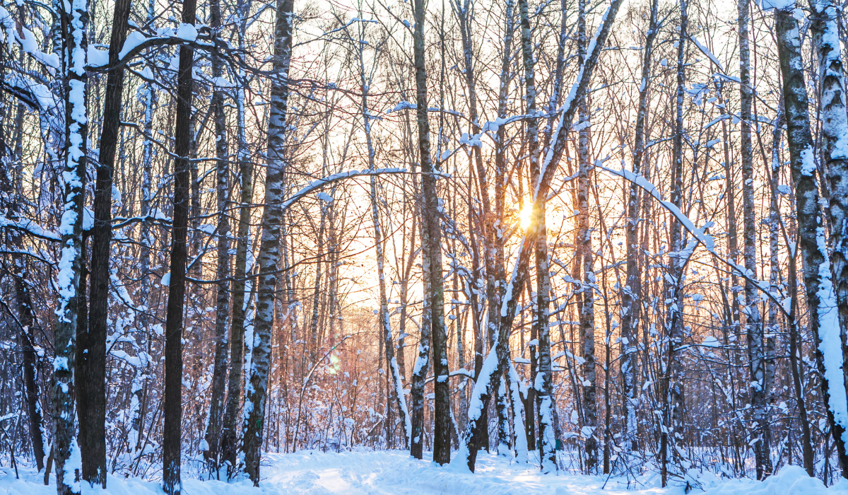 Bestselling Author of Wintering Katherine May Reflects on the Healing Beauty of This Season