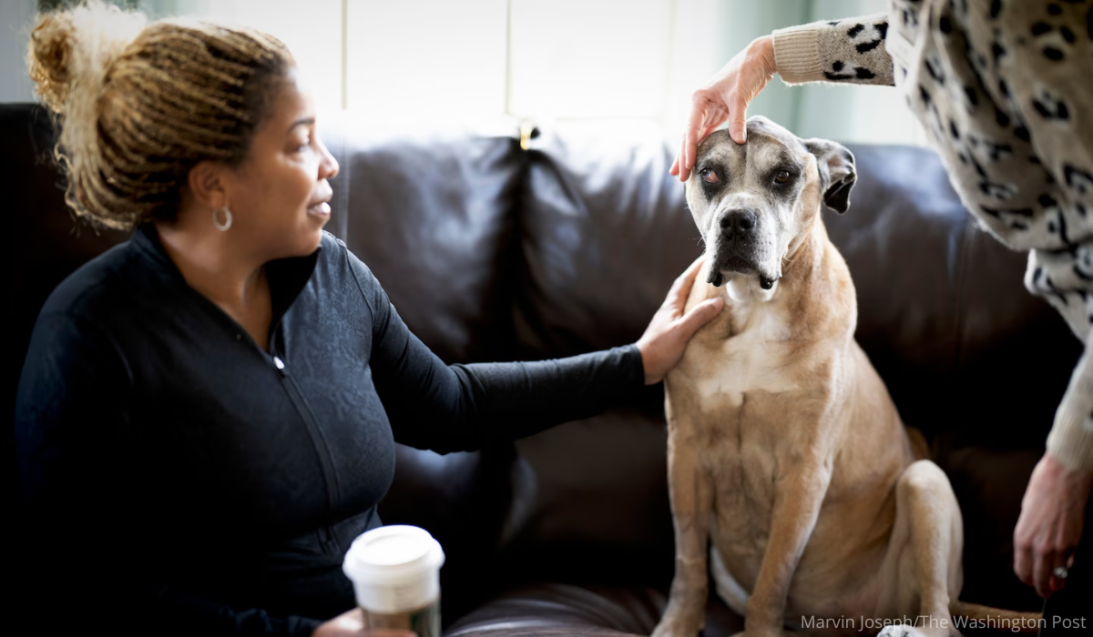 A woman has her hand on her elderly dog's shoulder as Karen Meyers stand with a hand on his head, taking a look.