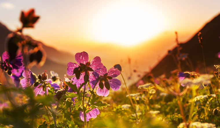 Mountains meadow.