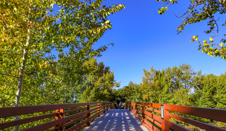 photo of bridge and trees