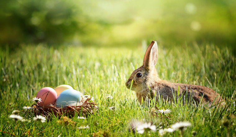 Basket of eggs and a bunny.