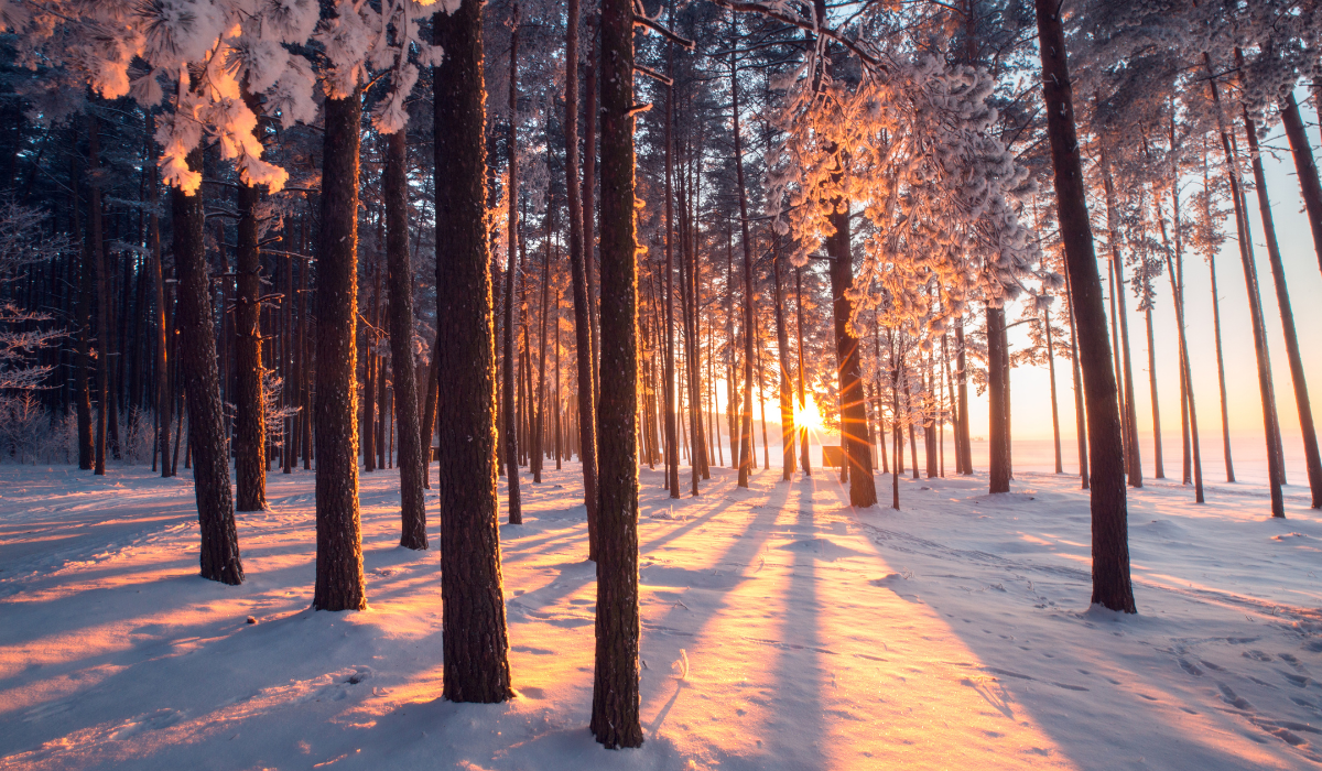 Morning sun shining through a snow-covered forest.