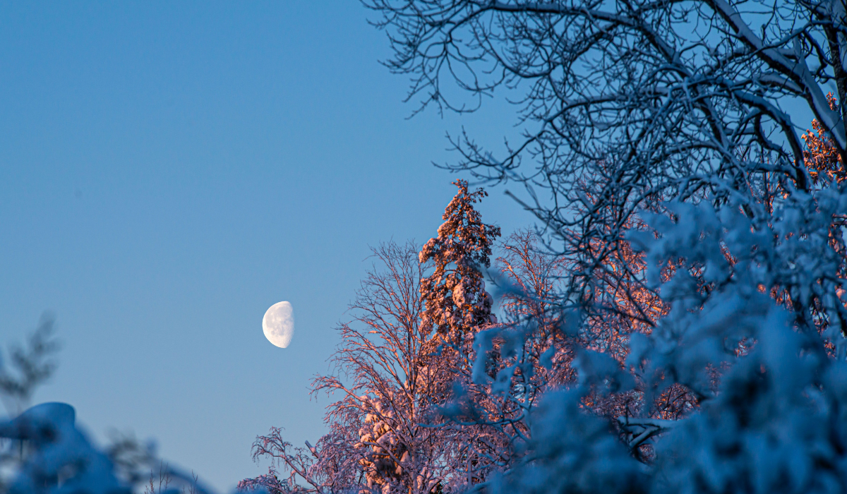 Morning sun hits snowy branches on a bright blue sky morning, beyond the branches the moon is visible.